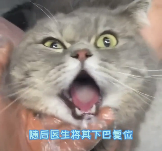 猫咪下巴脱臼被送医院 “惊恐”表情包上线 猫咪下巴脱臼被送医院 “惊恐”表情包上线