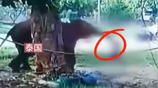 泰国游客投喂大象时被象鼻卷起暴摔重踩，当场身亡！