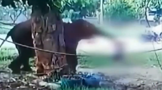 泰国游客投喂大象时被象鼻卷起暴摔重踩，当场身亡！