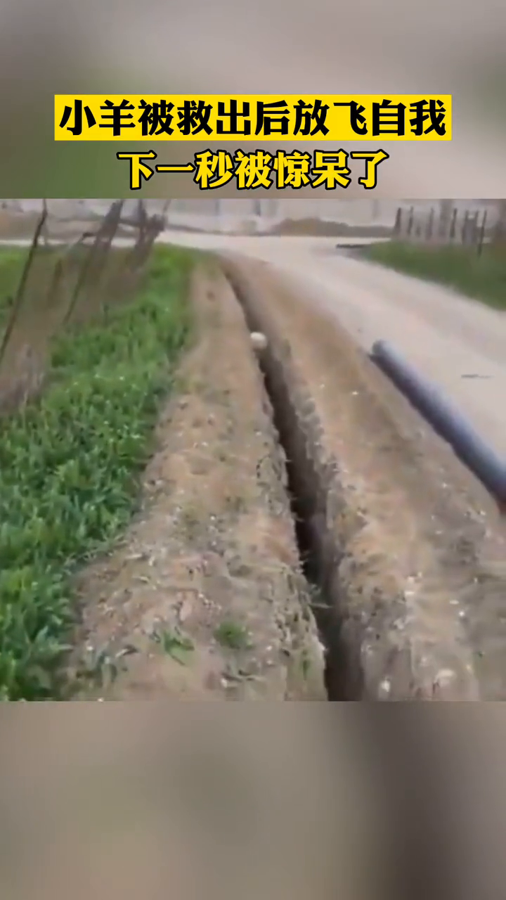 男孩奋力救出被卡住的小羊,结果被救出瞬间又掉进同一个洞中 男孩奋力救出被卡住的小羊,结果被救出瞬间又掉进同一个洞中