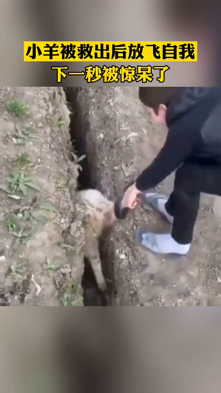 男孩奋力救出被卡住的小羊,结果被救出瞬间又掉进同一个洞中 男孩奋力救出被卡住的小羊,结果被救出瞬间又掉进同一个洞中