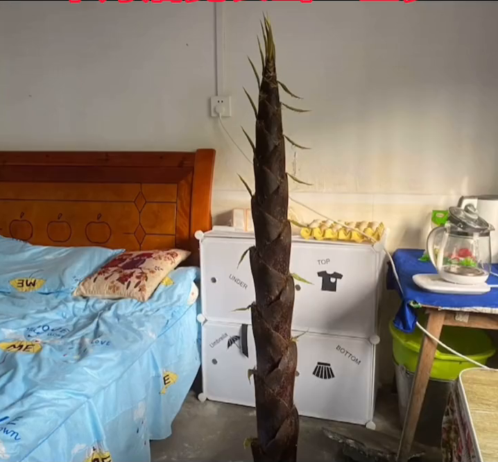 老师开学时拍下办公室地上“裂缝” 一个月后钻出春笋 老师开学时拍下办公室地上“裂缝” 一个月后钻出春笋