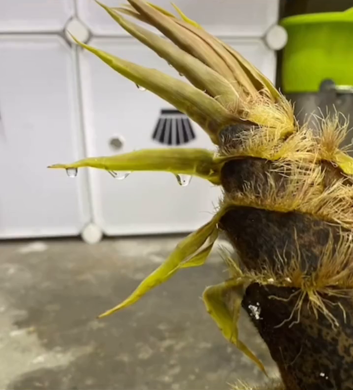 老师开学时拍下办公室地上“裂缝” 一个月后钻出春笋 老师开学时拍下办公室地上“裂缝” 一个月后钻出春笋