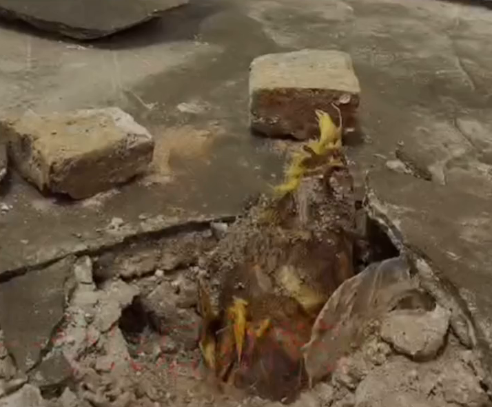 老师开学时拍下办公室地上“裂缝” 一个月后钻出春笋 老师开学时拍下办公室地上“裂缝” 一个月后钻出春笋