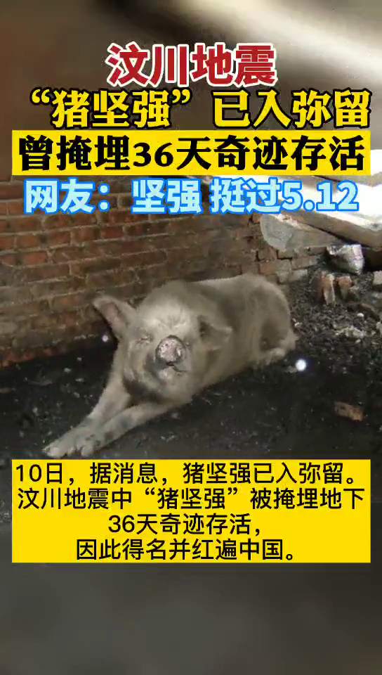 汶川地震“猪坚强”已入弥留，曾掩埋36天奇迹存活