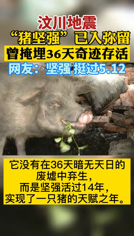 汶川地震“猪坚强”已入弥留，曾掩埋36天奇迹存活