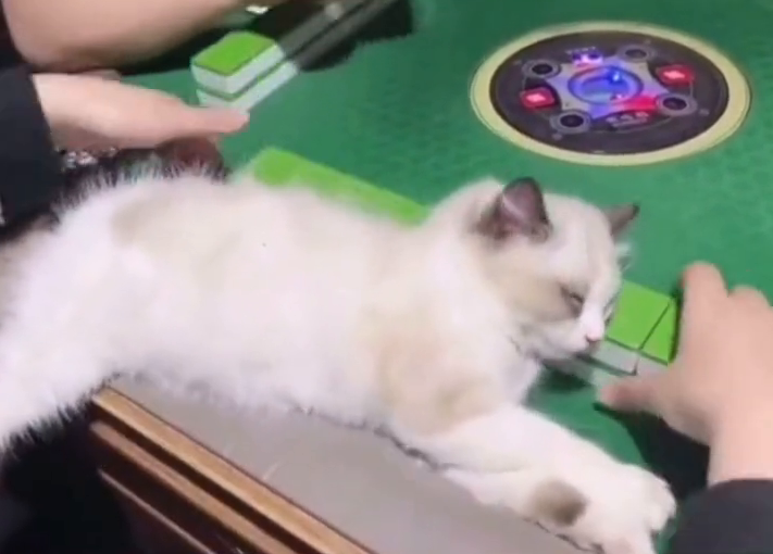 招财猫！3个月大的小奶猫头枕麻将睡倒 主人：它最爱听麻将声音