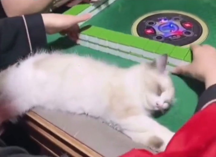 招财猫！3个月大的小奶猫头枕麻将睡倒 主人：它最爱听麻将声音