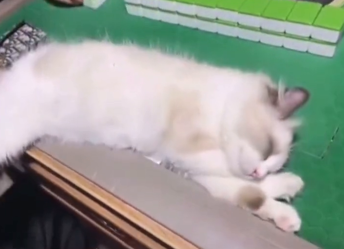 招财猫！3个月大的小奶猫头枕麻将睡倒 主人：它最爱听麻将声音