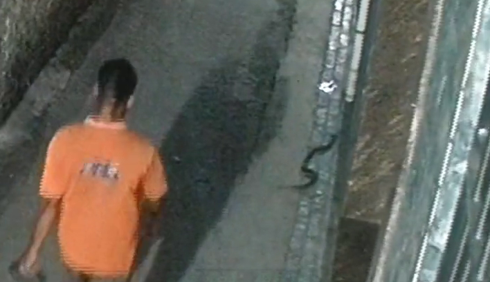 眼镜蛇夜间欲入屋，“热心”街坊打死占为己有，律师：或涉嫌违法