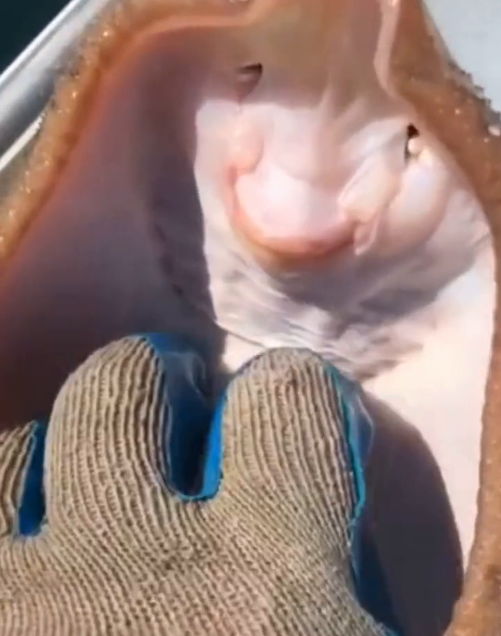 美国一渔民分享给鳐鱼挠痒痒视频，却被网友批：会使鱼处于痛苦中