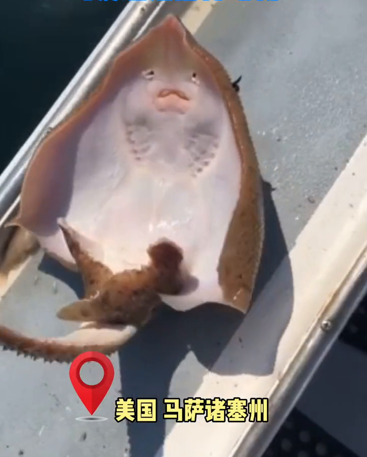 美国一渔民分享给鳐鱼挠痒痒视频，却被网友批：会使鱼处于痛苦中