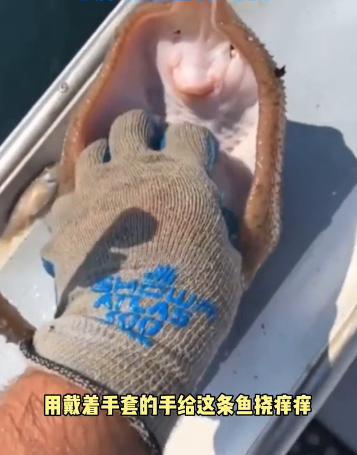 美国一渔民分享给鳐鱼挠痒痒视频，却被网友批：会使鱼处于痛苦中