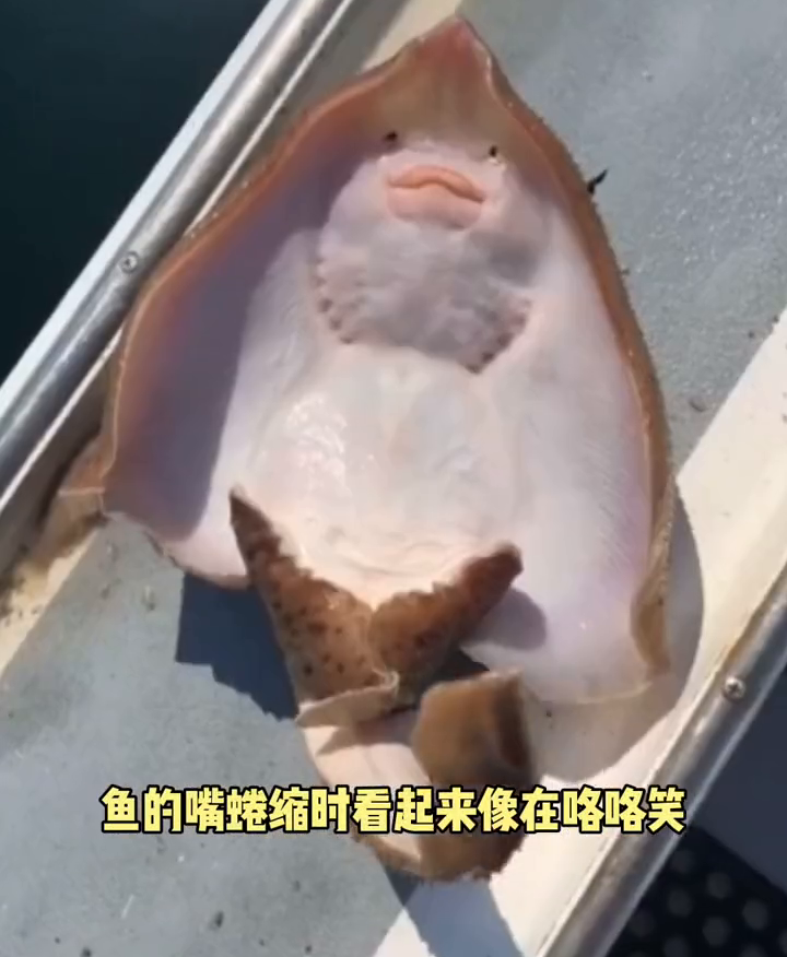 美国一渔民分享给鳐鱼挠痒痒视频，却被网友批：会使鱼处于痛苦中