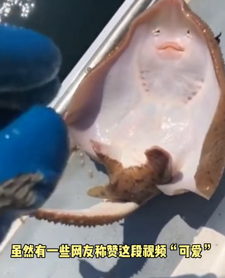 美国一渔民分享给鳐鱼挠痒痒视频，却被网友批：会使鱼处于痛苦中