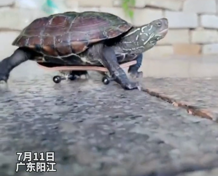 乌龟滑迷你滑板，演绎现实版忍者神龟，网友：肯定能跑赢兔子！