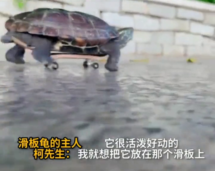 乌龟滑迷你滑板，演绎现实版忍者神龟，网友：肯定能跑赢兔子！