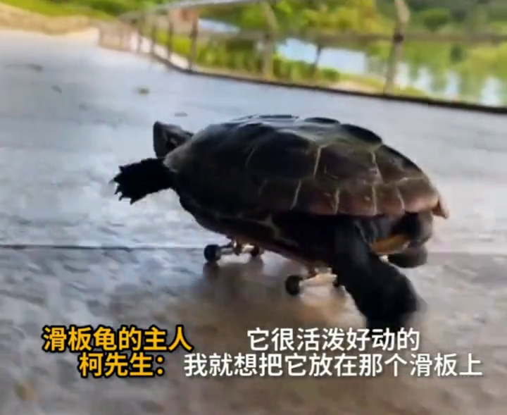 乌龟滑迷你滑板，演绎现实版忍者神龟，网友：肯定能跑赢兔子！
