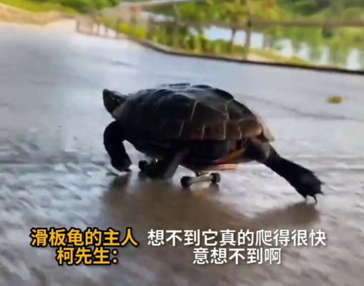乌龟滑迷你滑板，演绎现实版忍者神龟，网友：肯定能跑赢兔子！