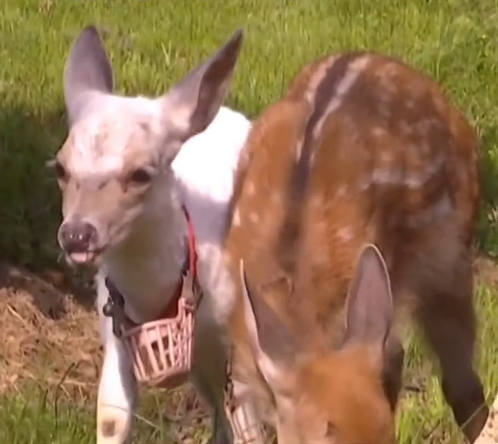 可可爱爱!陕西发现1只纯白色梅花鹿,通体雪白 可可爱爱!陕西发现1只纯白色梅花鹿,通体雪白