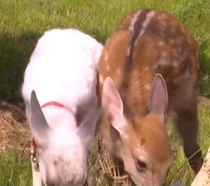 可可爱爱!陕西发现1只纯白色梅花鹿,通体雪白 可可爱爱!陕西发现1只纯白色梅花鹿,通体雪白