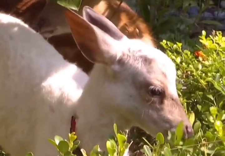 可可爱爱!陕西发现1只纯白色梅花鹿,通体雪白 可可爱爱!陕西发现1只纯白色梅花鹿,通体雪白