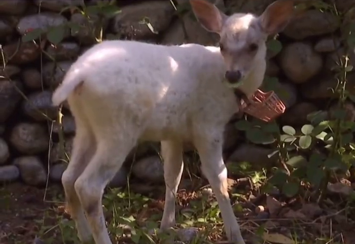 可可爱爱!陕西发现1只纯白色梅花鹿,通体雪白 可可爱爱!陕西发现1只纯白色梅花鹿,通体雪白