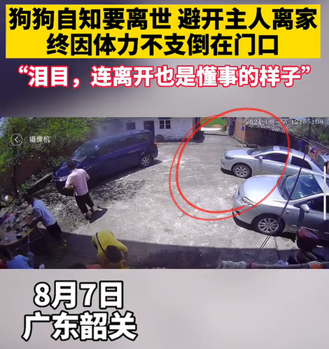 泪目!年近20岁的狗狗自知要离世,悄悄离家,体力不支倒在门口 泪目!年近20岁的狗狗自知要离世,悄悄离家,体力不支倒在门口
