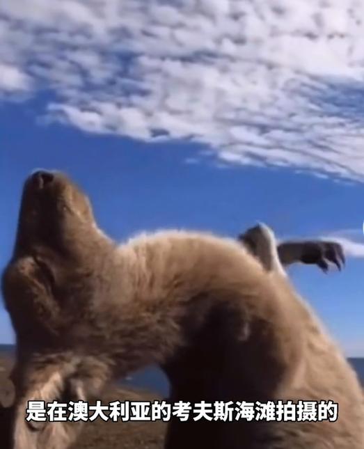 好奇宝宝上线！管晨辰询问科普博主什么是袋鼠摇，是真的吗