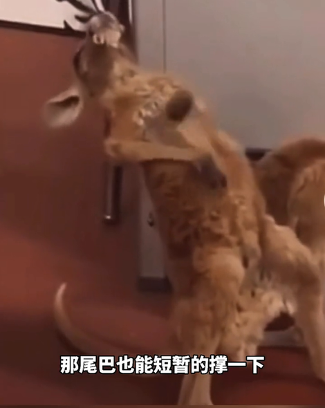 好奇宝宝上线！管晨辰询问科普博主什么是袋鼠摇，是真的吗