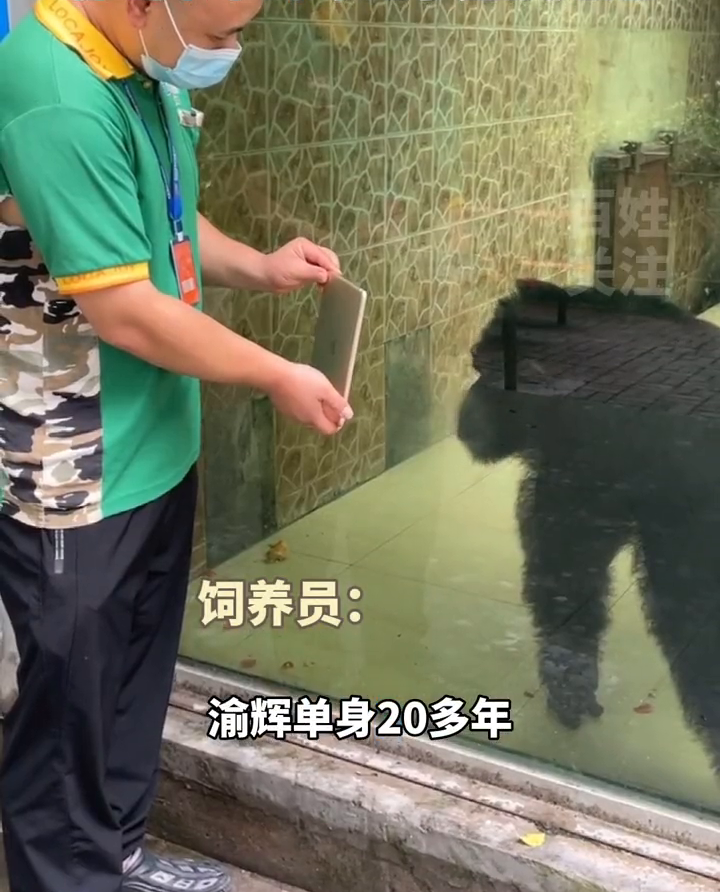 饲养员操碎了心!大龄黑猩猩全网征婚,饲养员:它会洗衣服! 饲养员操碎了心!大龄黑猩猩全网征婚,饲养员:它会洗衣服!