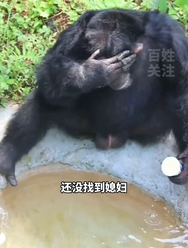 饲养员操碎了心!大龄黑猩猩全网征婚,饲养员:它会洗衣服! 饲养员操碎了心!大龄黑猩猩全网征婚,饲养员:它会洗衣服!