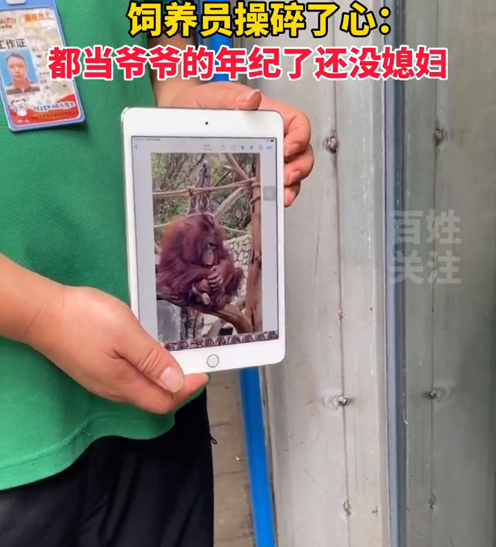 饲养员操碎了心!大龄黑猩猩全网征婚,饲养员:它会洗衣服! 饲养员操碎了心!大龄黑猩猩全网征婚,饲养员:它会洗衣服!