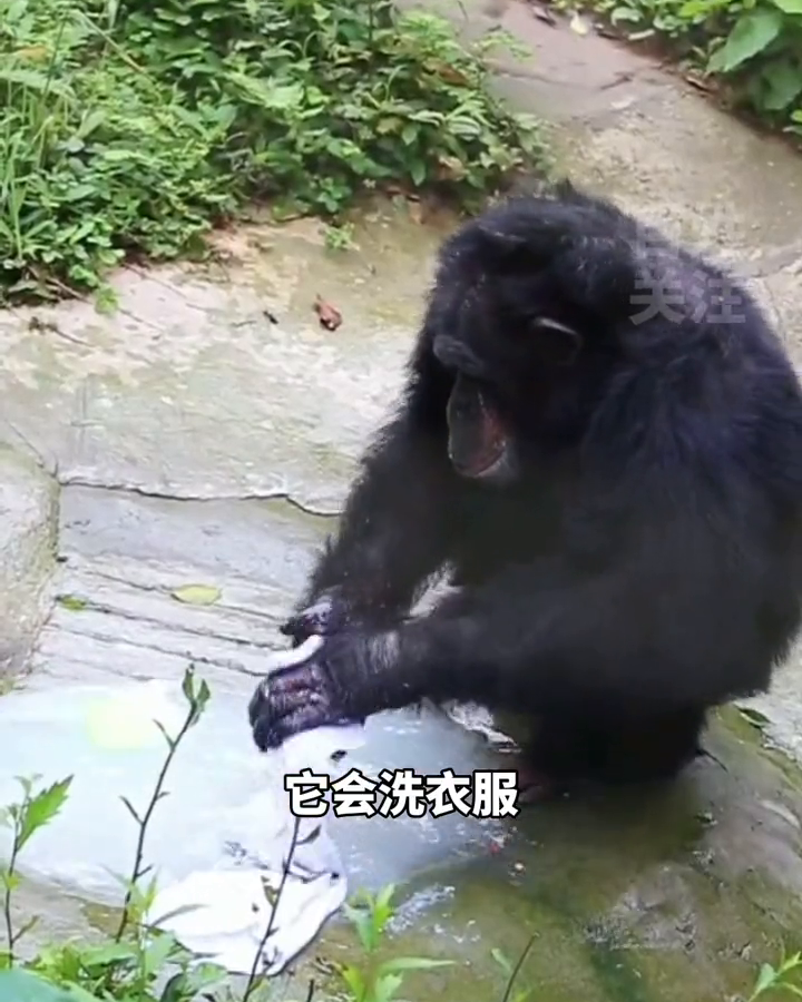 饲养员操碎了心!大龄黑猩猩全网征婚,饲养员:它会洗衣服! 饲养员操碎了心!大龄黑猩猩全网征婚,饲养员:它会洗衣服!