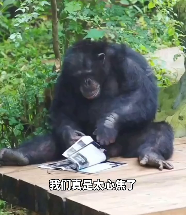 饲养员操碎了心!大龄黑猩猩全网征婚,饲养员:它会洗衣服! 饲养员操碎了心!大龄黑猩猩全网征婚,饲养员:它会洗衣服!