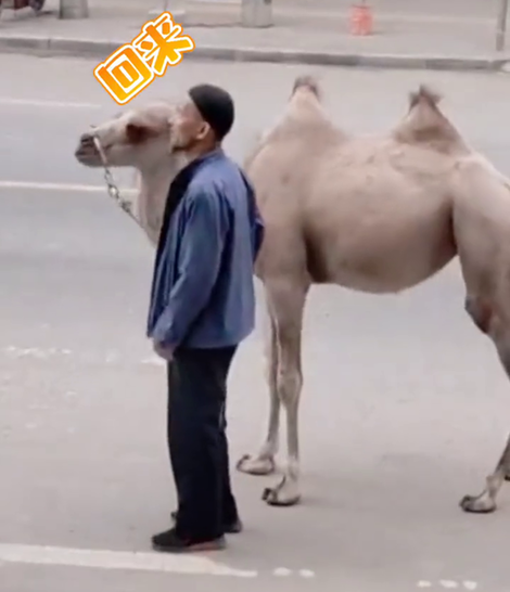 现代版“杨过”！大爷走在街上，左手遛鸟右手牵骆驼