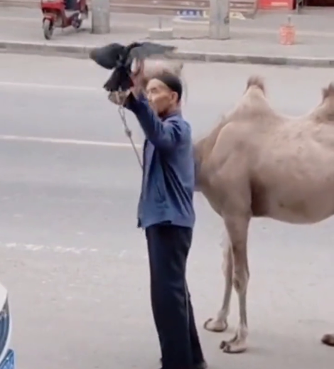 现代版“杨过”！大爷走在街上，左手遛鸟右手牵骆驼