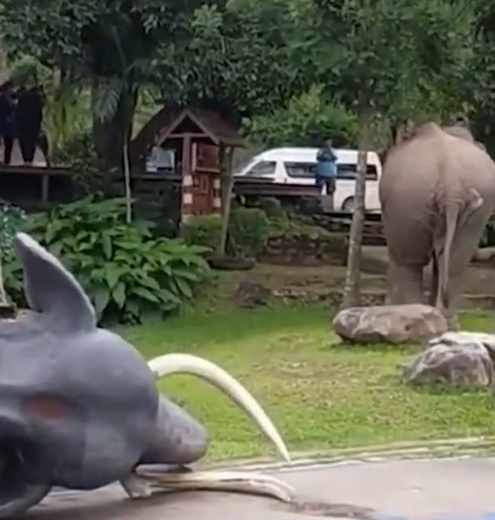 醋意大发！公象把雕塑大象当情敌撞翻在地