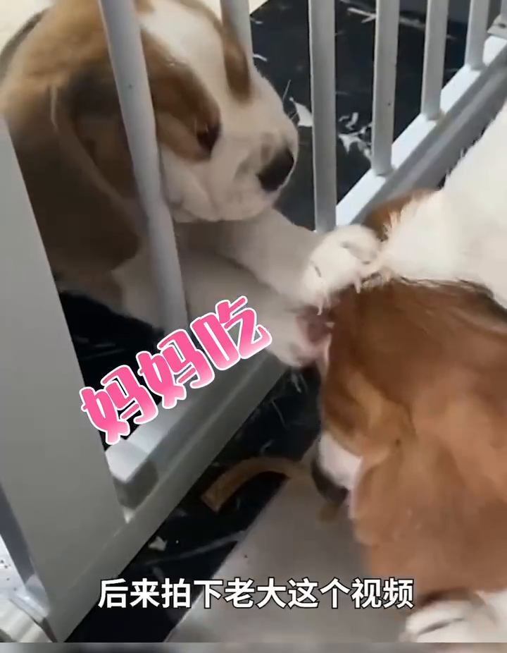 万物皆有灵!小奶狗轮流把肉条叼给狗妈妈吃 万物皆有灵!小奶狗轮流把肉条叼给狗妈妈吃