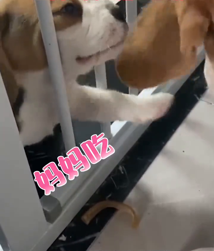 万物皆有灵!小奶狗轮流把肉条叼给狗妈妈吃 万物皆有灵!小奶狗轮流把肉条叼给狗妈妈吃