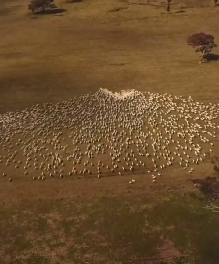 感动！澳洲男子用羊群组成心形向逝去亲人致敬