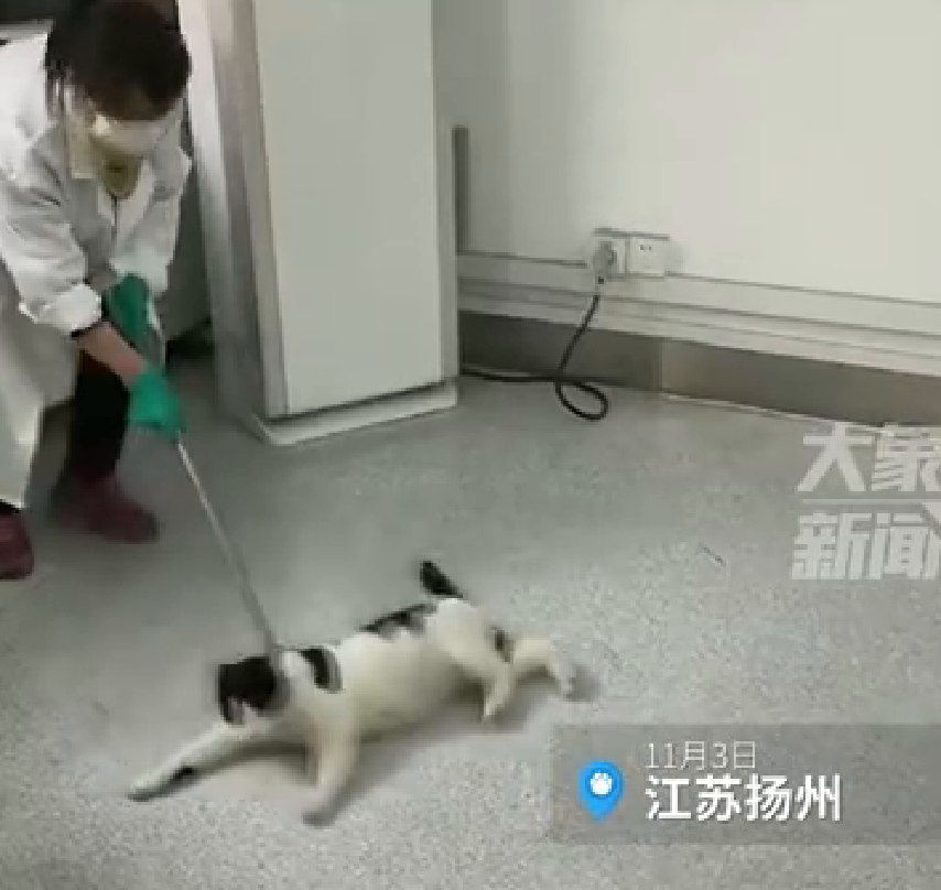 猫咪赖实验室不走老师用扫帚推出，网友：真扫地出门