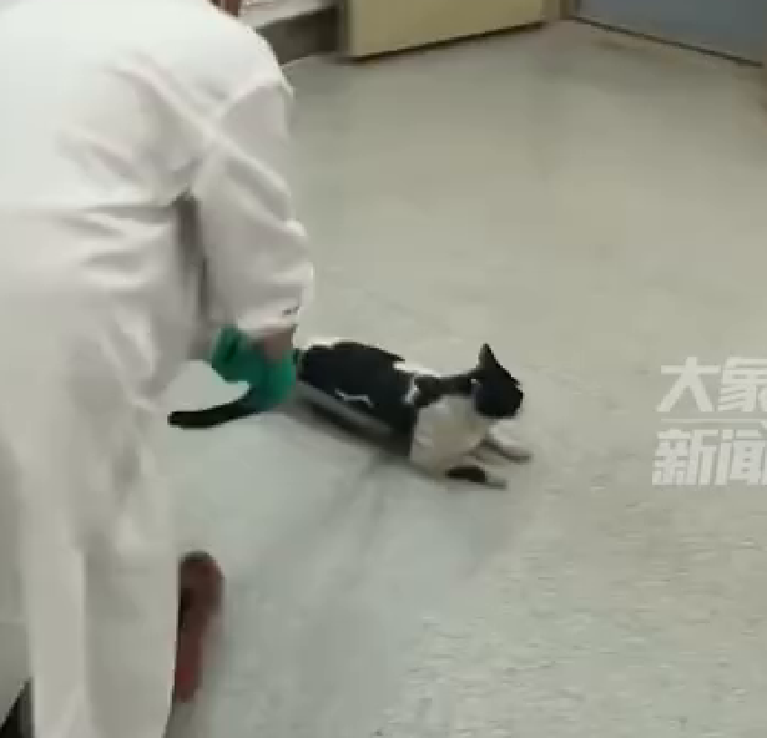 猫咪赖实验室不走老师用扫帚推出，网友：真扫地出门