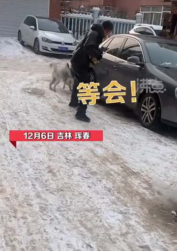 男子遛哈士奇反被遛，网友：这遛狗多少有点费人