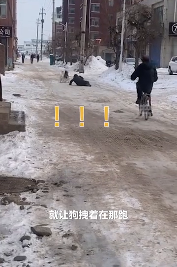 男子遛哈士奇反被遛，网友：这遛狗多少有点费人