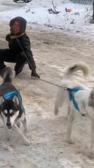 男子遛哈士奇反被遛，网友：这遛狗多少有点费人