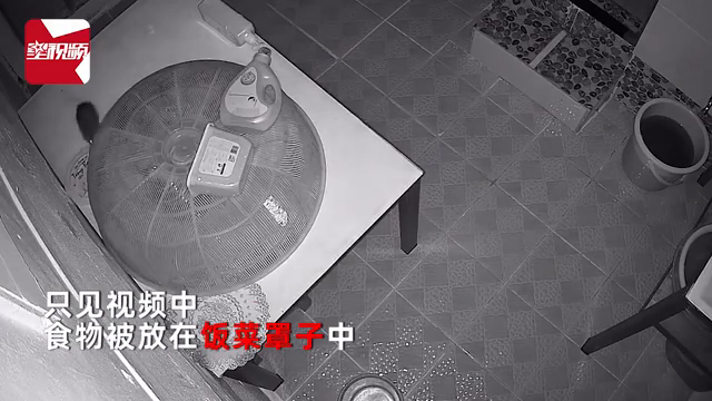 老鼠智商有多高？食物隔着罩子也被老鼠偷吃，主人一看监控惊了