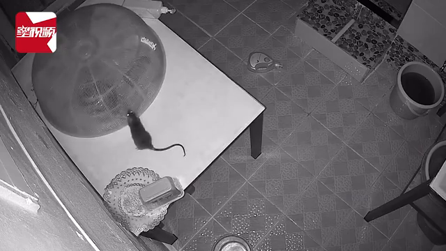 老鼠智商有多高？食物隔着罩子也被老鼠偷吃，主人一看监控惊了