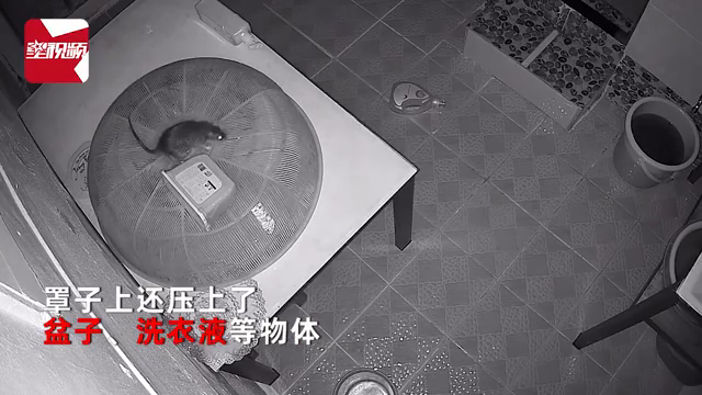 老鼠智商有多高？食物隔着罩子也被老鼠偷吃，主人一看监控惊了