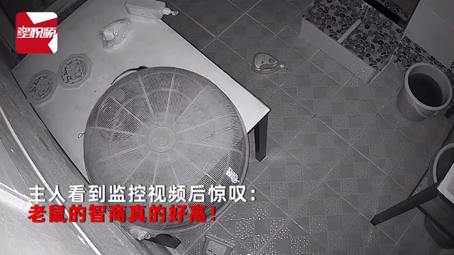 老鼠智商有多高？食物隔着罩子也被老鼠偷吃，主人一看监控惊了